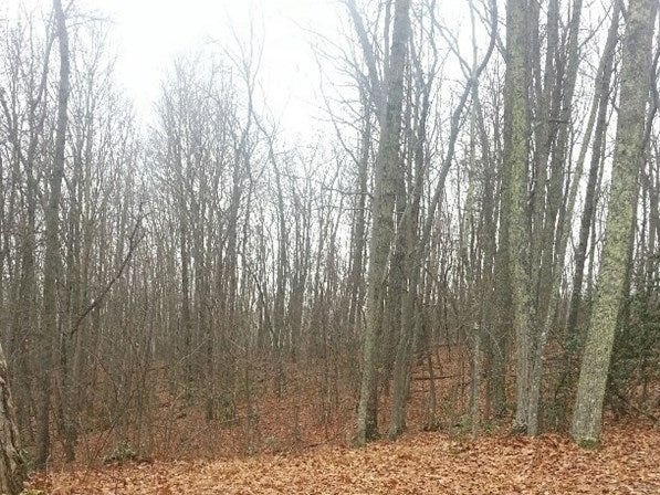 0 Cliff Road, Unit 91 A 0033A Cedar Bluff, VA 24609 - Photo 1 of 1 Gallery Image 1