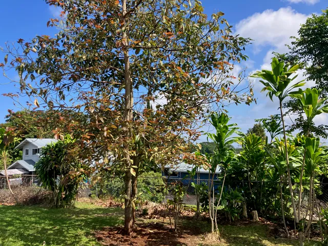 $739,000 | 49 Kuhilani Street, Hilo, HI 96720