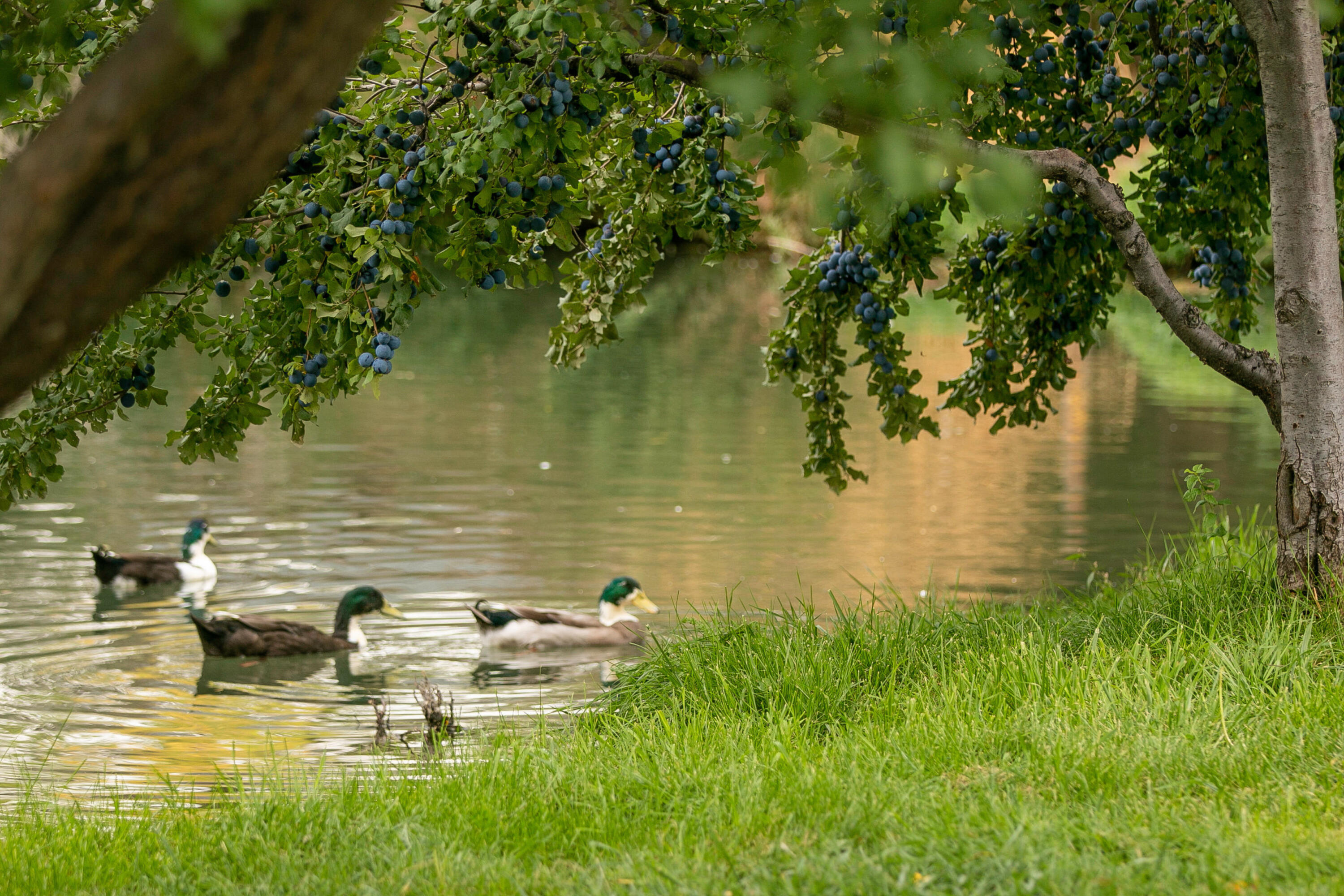 4799-a River Road Buhl, ID 83316 - Photo 30 of 43 030_007_mg_6428_453