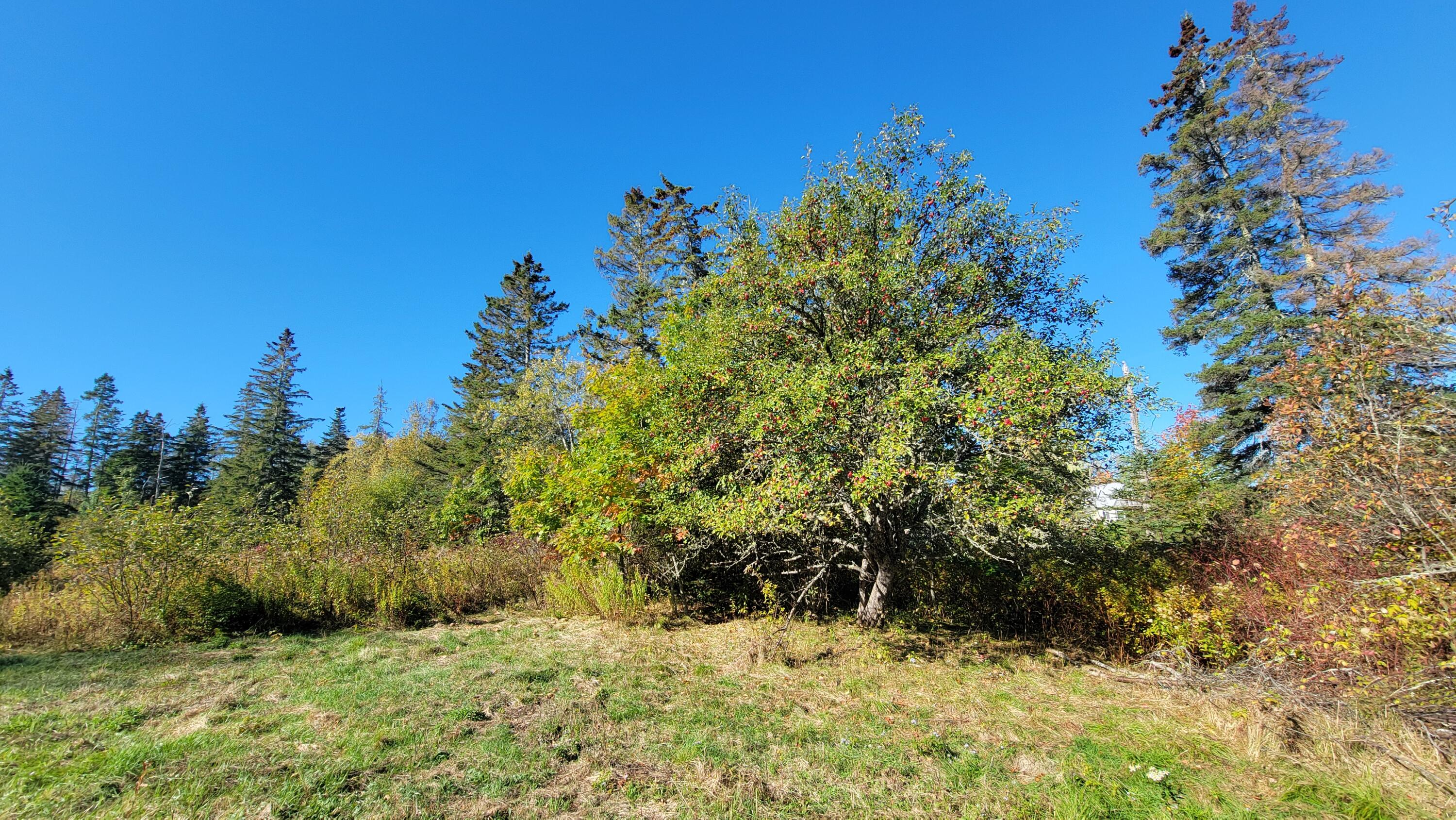 173 Leighton Point Road Pembroke, ME 04666 - Photo 11 of 54 20251003_100808