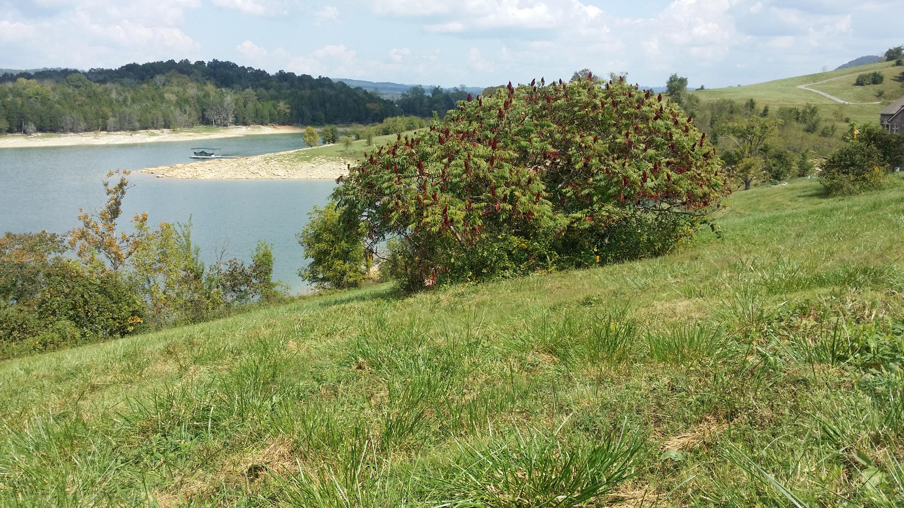 Lot 599 Russell Brothers Road Sharps Chapel, TN 37866 - Photo 5 of 19 Lovely spot