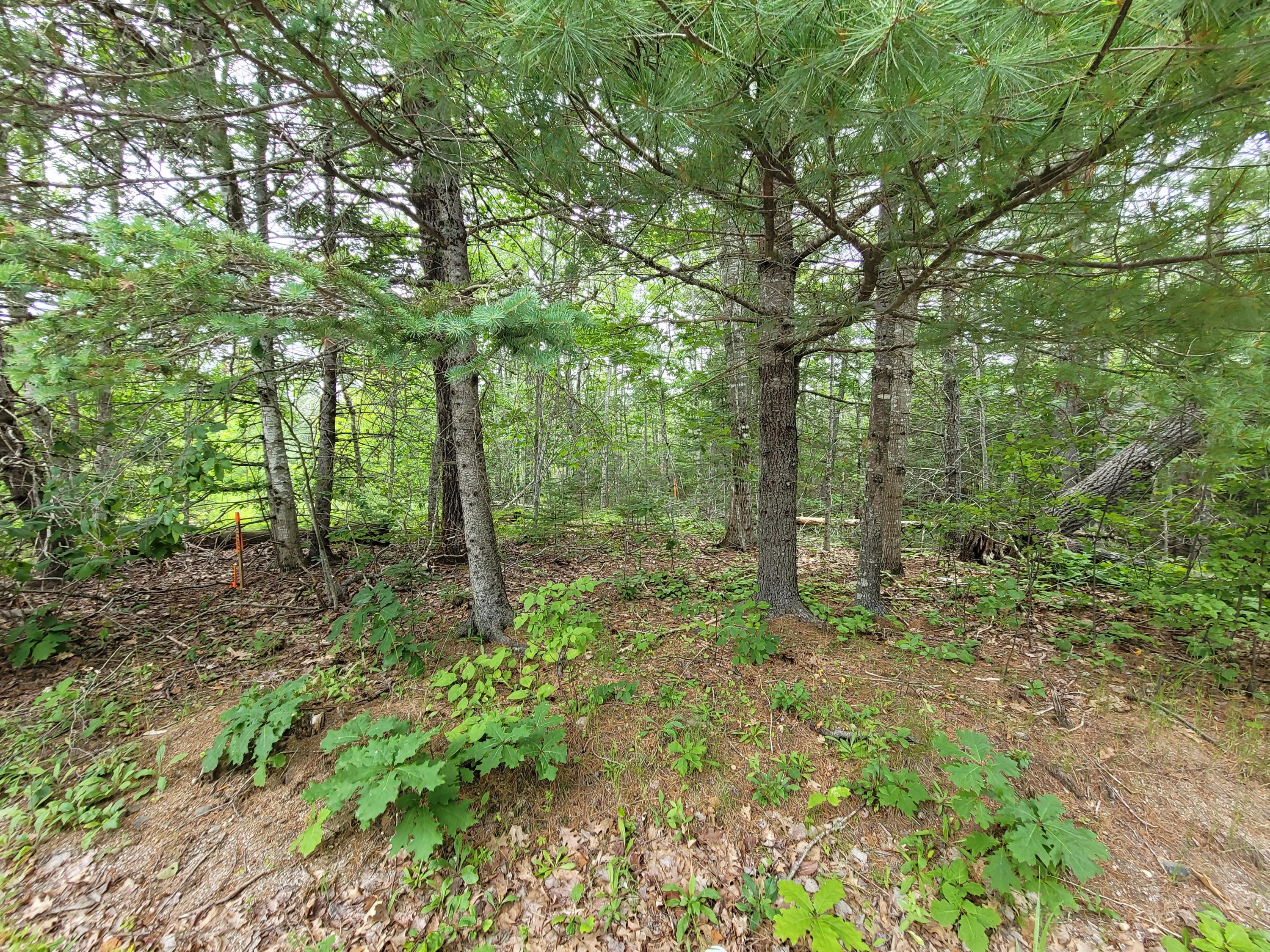 20 Matty Way Franklin, ME 04634 - Photo 18 of 18 20210708_105238