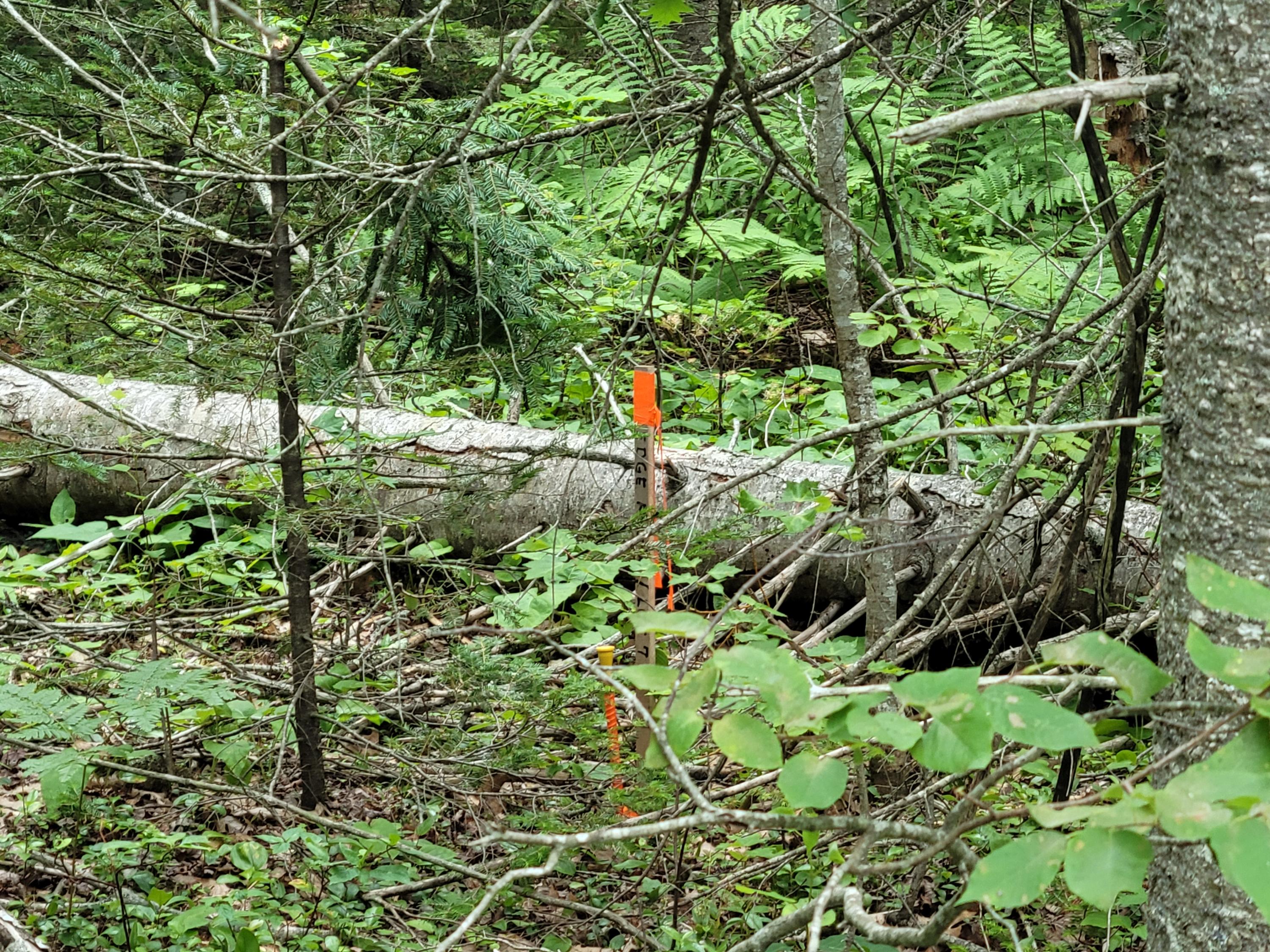 20 Matty Way Franklin, ME 04634 - Photo 6 of 18 20210708_104751