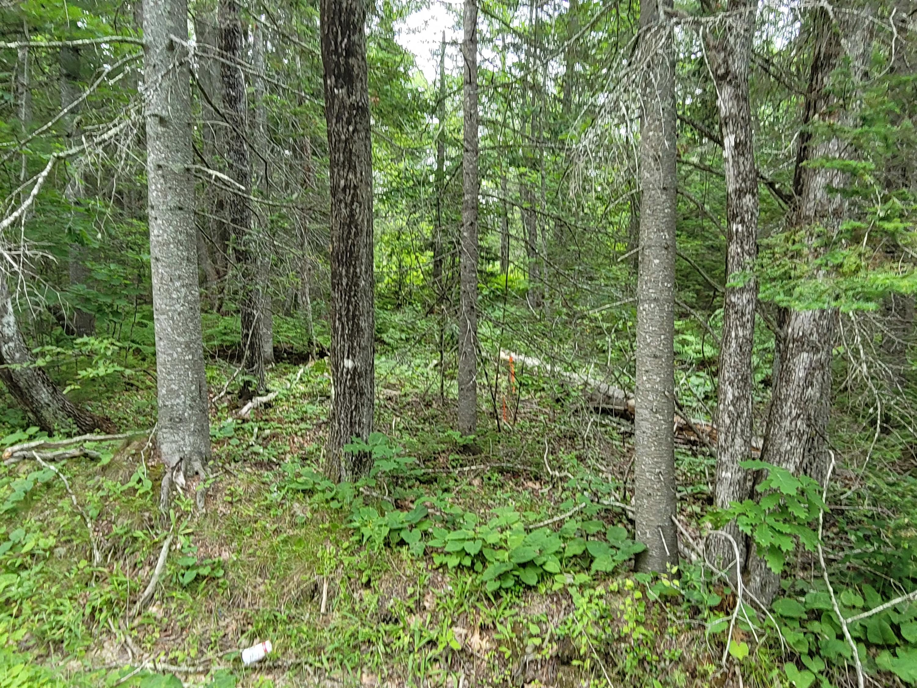 20 Matty Way Franklin, ME 04634 - Photo 7 of 18 20210708_104807