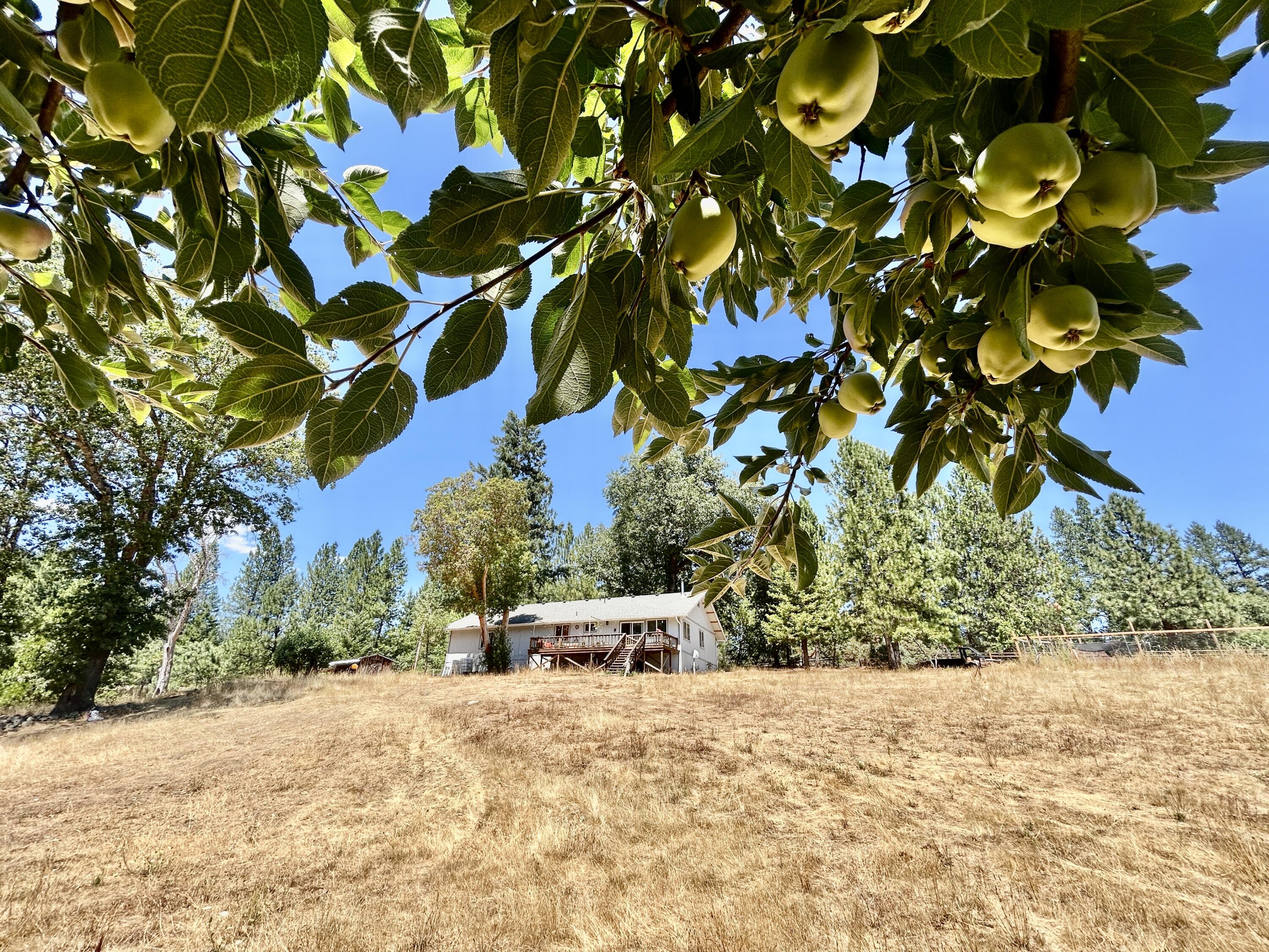 467 Draper Valley Road Selma, OR 97538 - Photo 5 of 21 apple trees
