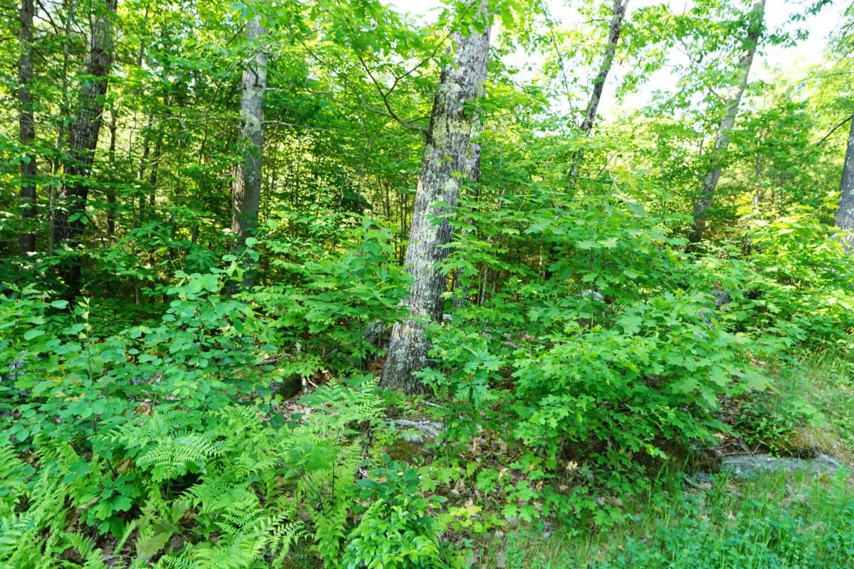 0 Eaton Road, Unit 3 Swanzey, NH 03446 - Photo 1 of 5 Gallery Image 1