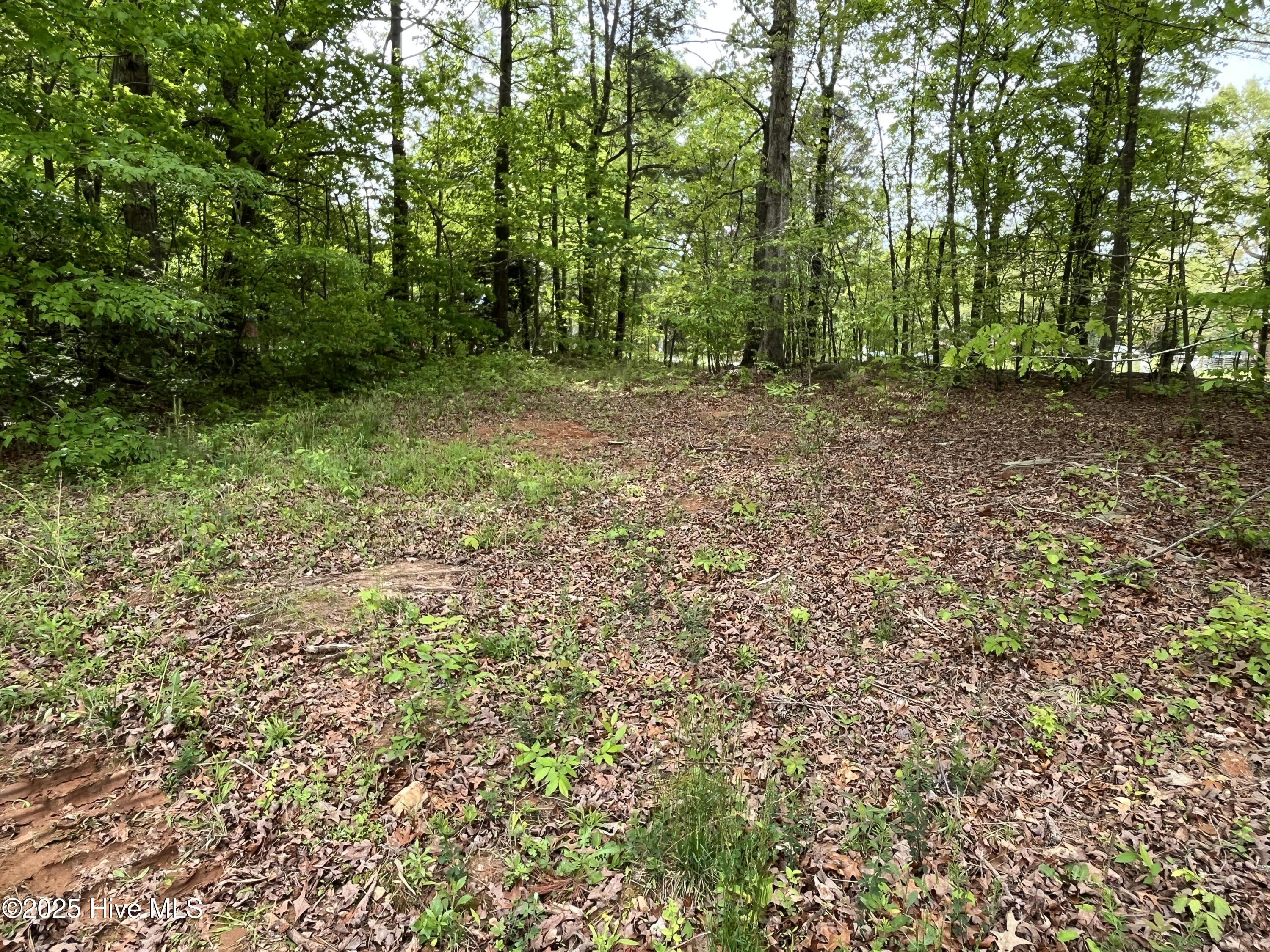 765 Whitley Road Middlesex, NC 27557 - Photo 6 of 7 Front yard-765 Whitley Rd