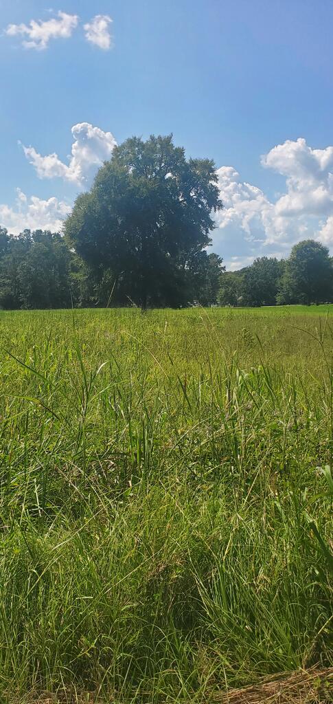 987 Scurry Church Road Chappells, SC 29037 - Photo 1 of 1 Gallery Image 1