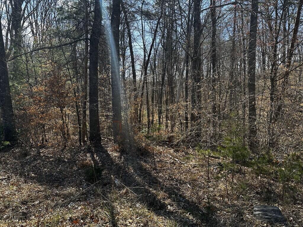 0 Bassett Heights Road Bassett, VA 24055 - Photo 2 of 8 a view of forest