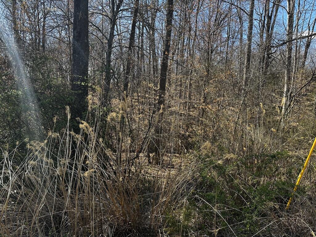 0 Bassett Heights Road Bassett, VA 24055 - Photo 4 of 8 a view of forest