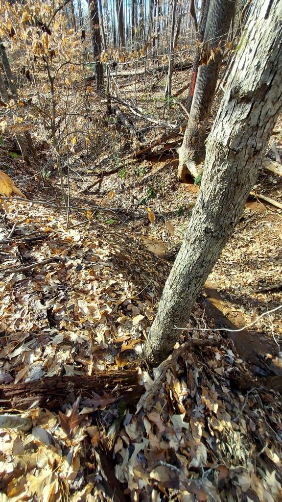0 Bassett Heights Road Bassett, VA 24055 - Photo 6 of 8 a picture of tree