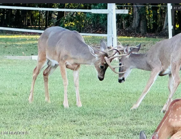 $850,000 | 307 Idlewild Drive, White Pine, TN 37890