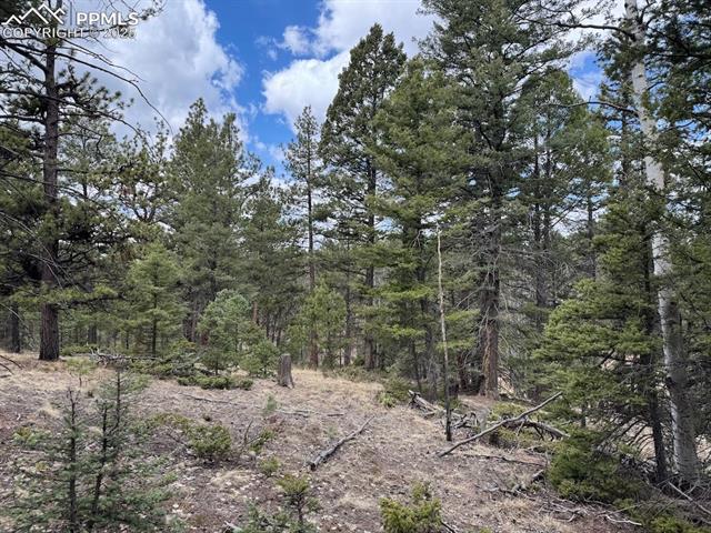 472 Pinewood Road Florissant, CO 80816 - Photo 4 of 7 View of nature with a view of trees