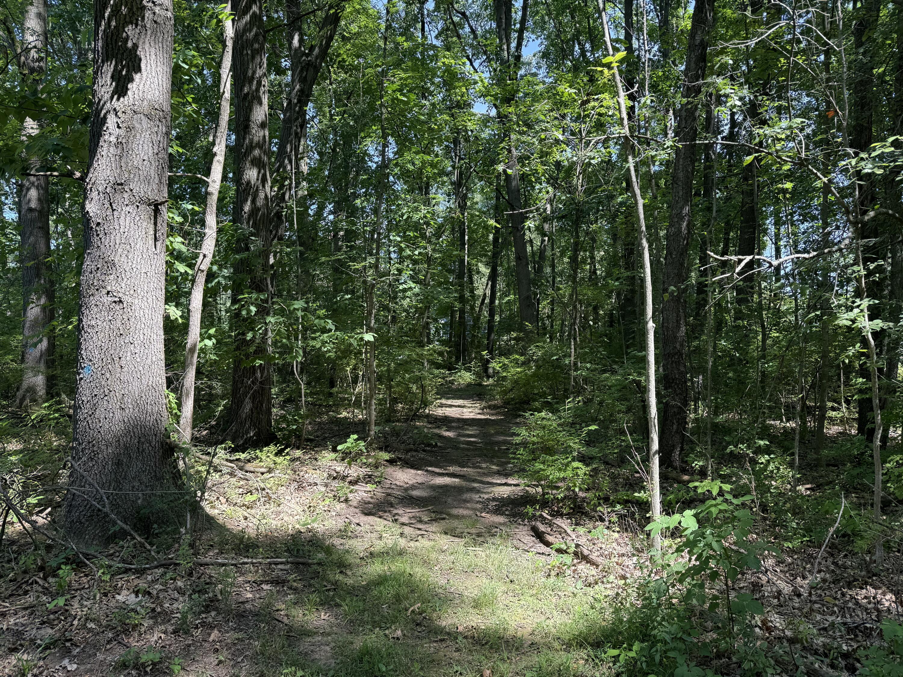 4909 Slayton Road Jackson, MI 49201 - Photo 38 of 41 trail