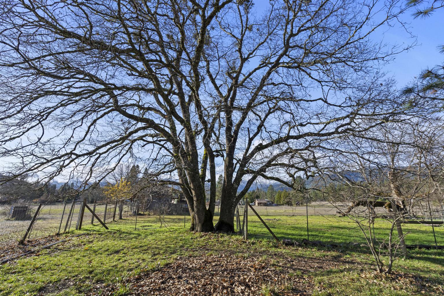 1190 Cedar Flat Road Williams, OR 97544 - Photo 29 of 45 a view of some trees in a yard