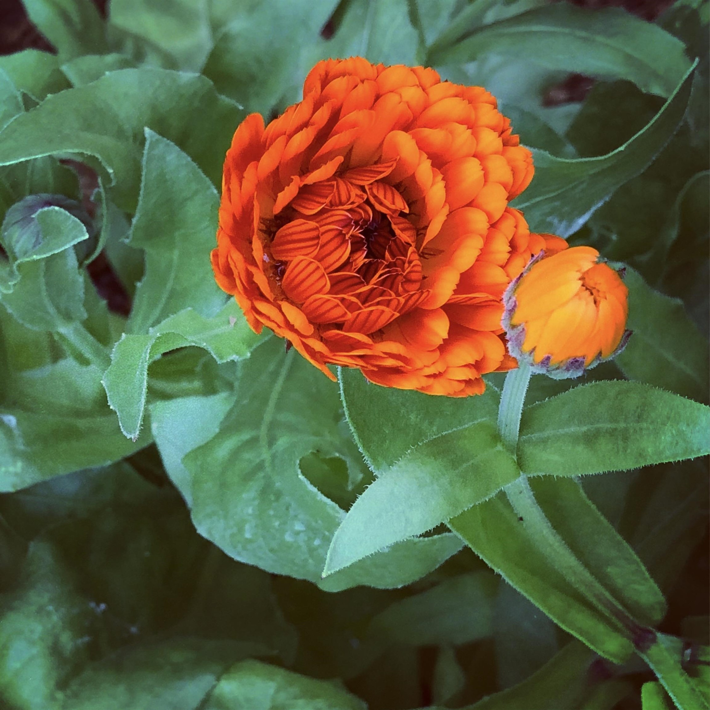 19 Balsam Circle Williston, VT 05495 - Photo 36 of 60