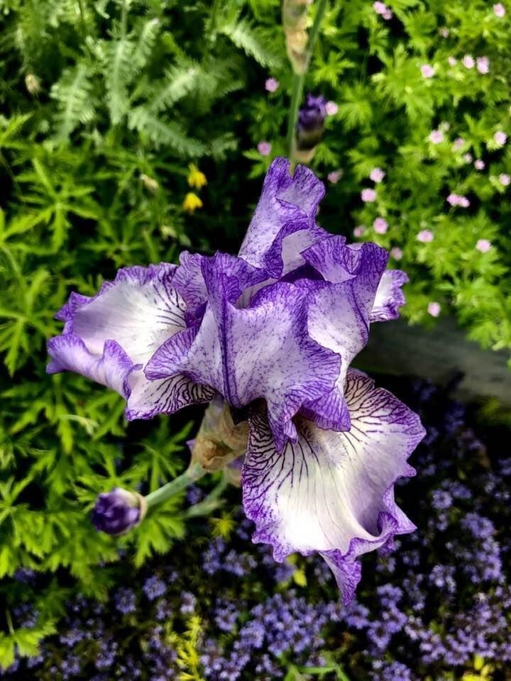 19 Balsam Circle Williston, VT 05495 - Photo 37 of 60