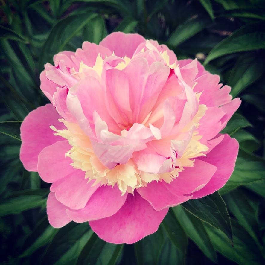 19 Balsam Circle Williston, VT 05495 - Photo 39 of 60