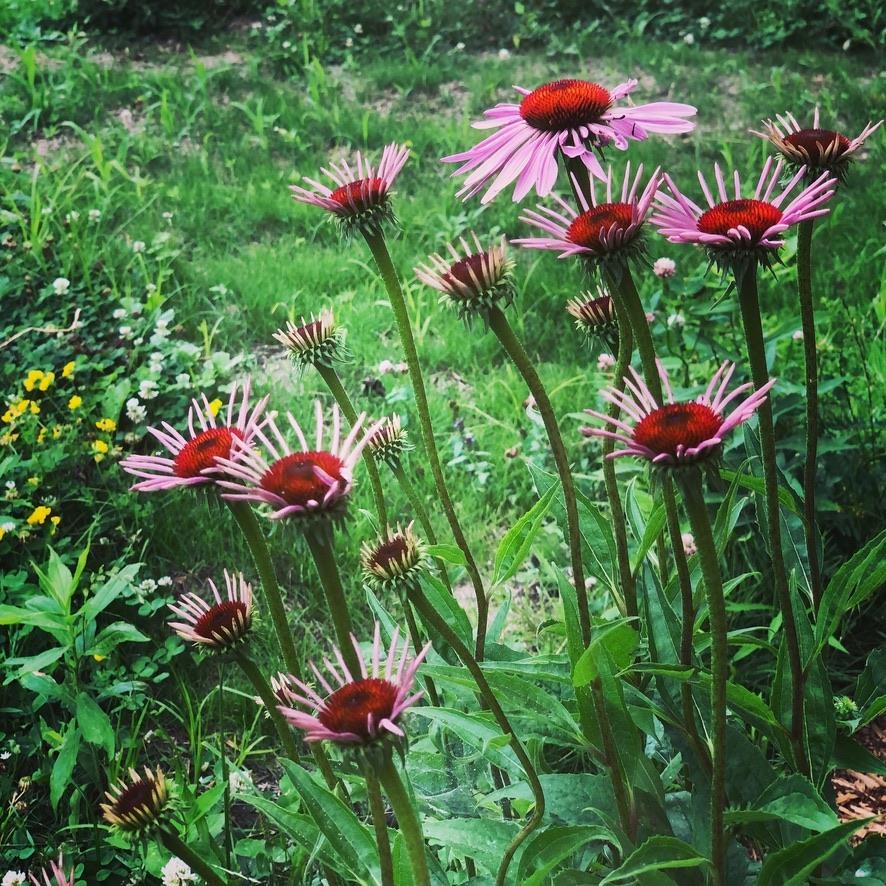 19 Balsam Circle Williston, VT 05495 - Photo 40 of 60