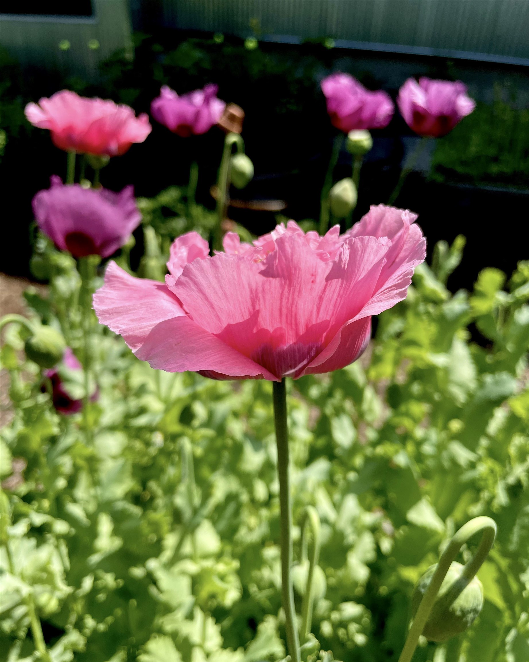19 Balsam Circle Williston, VT 05495 - Photo 42 of 60