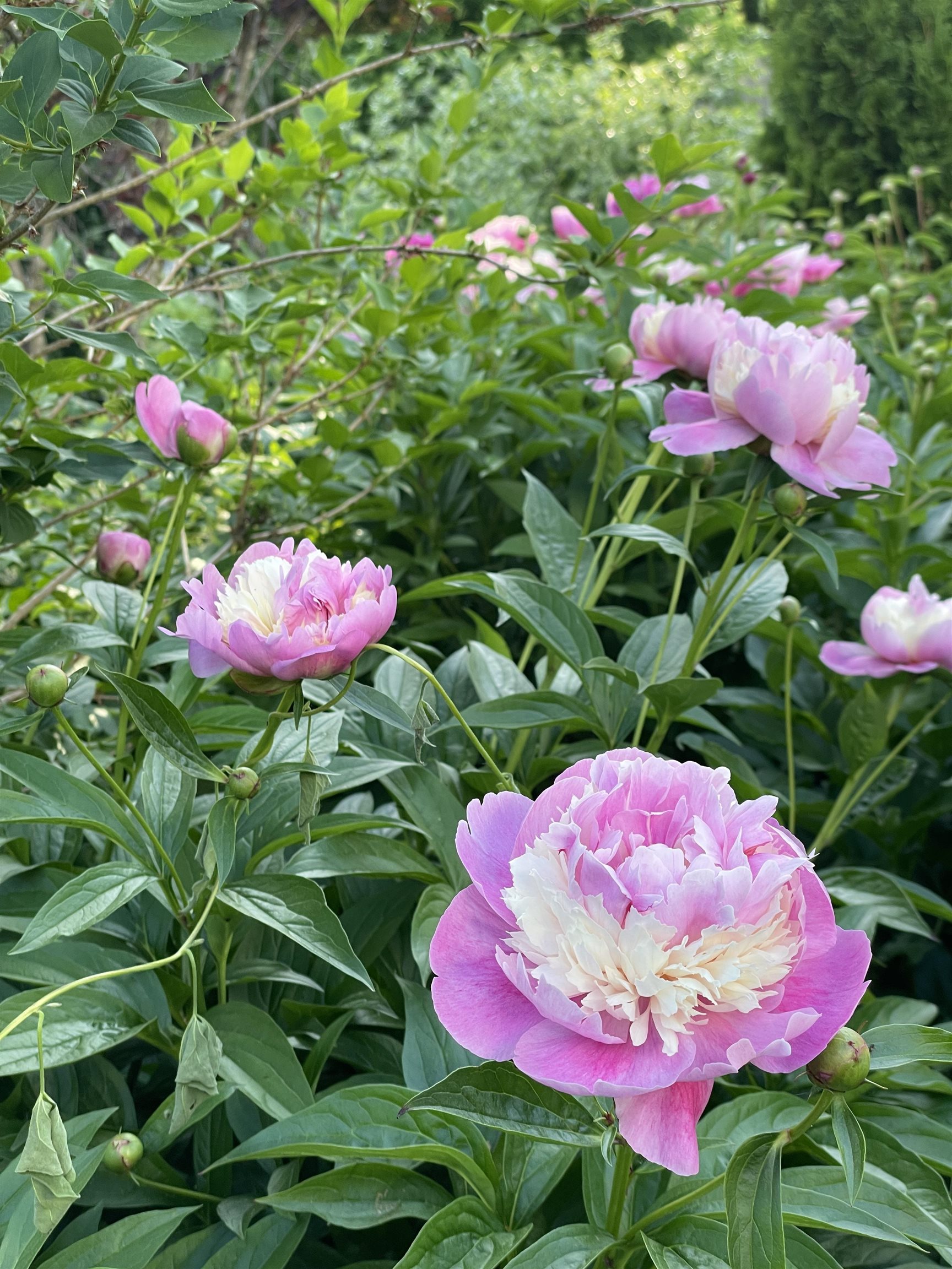 19 Balsam Circle Williston, VT 05495 - Photo 43 of 60