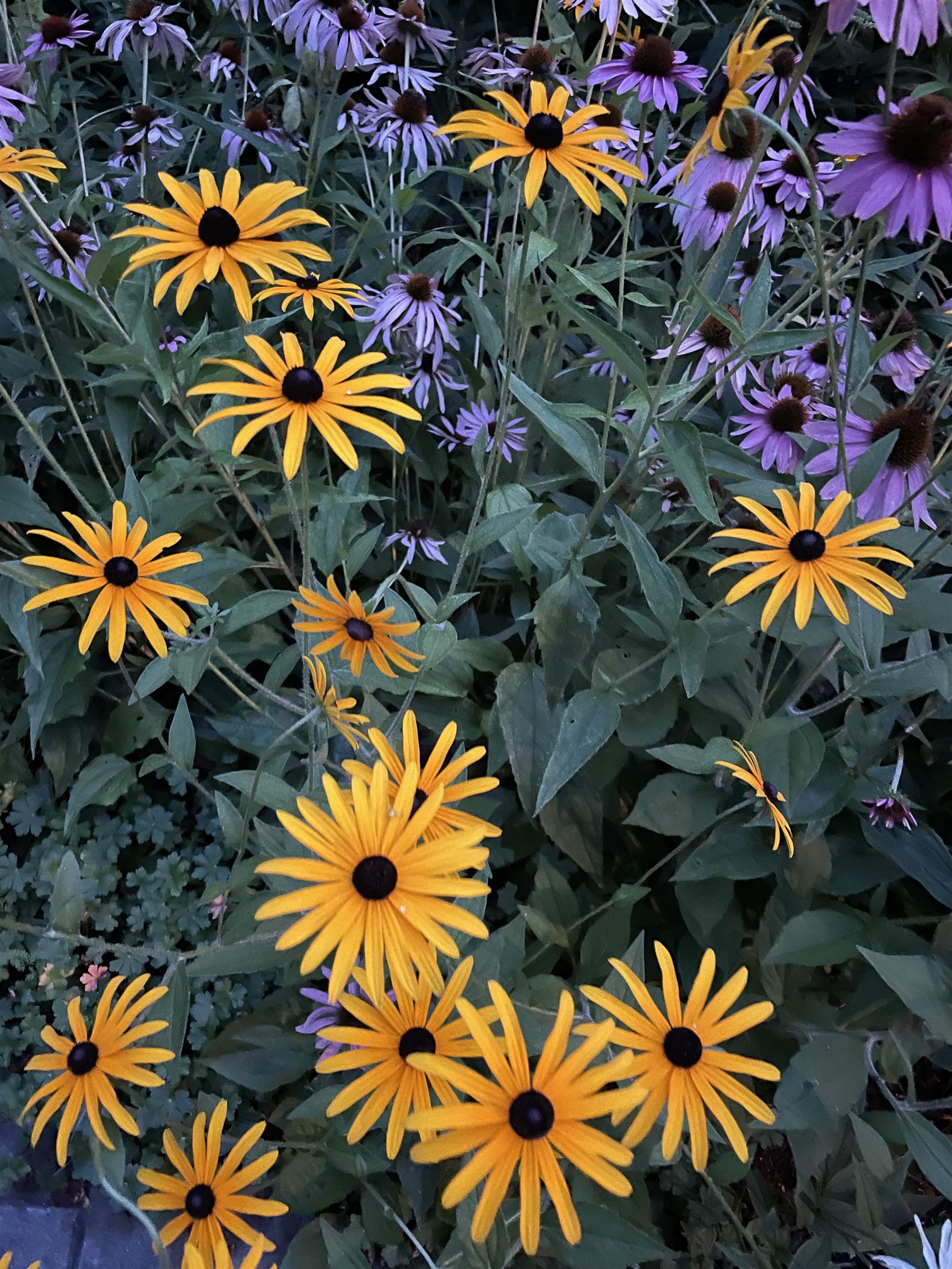 19 Balsam Circle Williston, VT 05495 - Photo 44 of 60