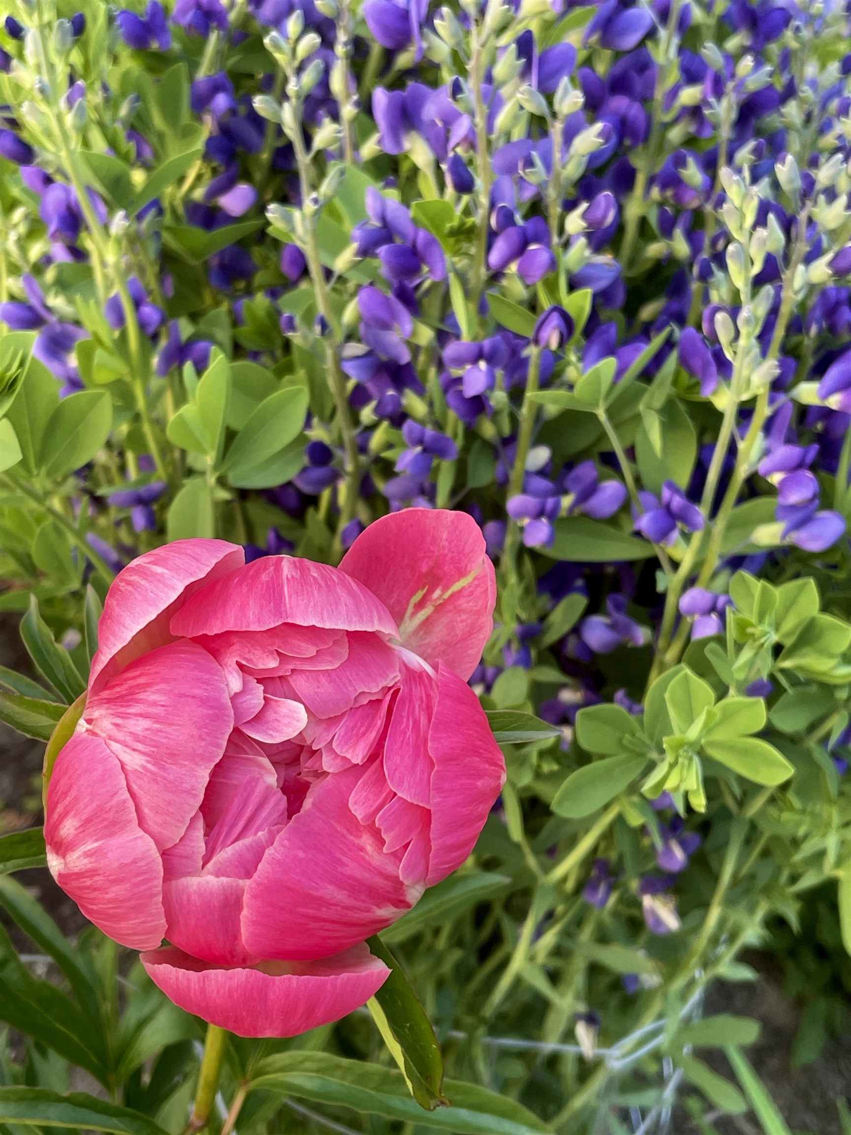 19 Balsam Circle Williston, VT 05495 - Photo 45 of 60