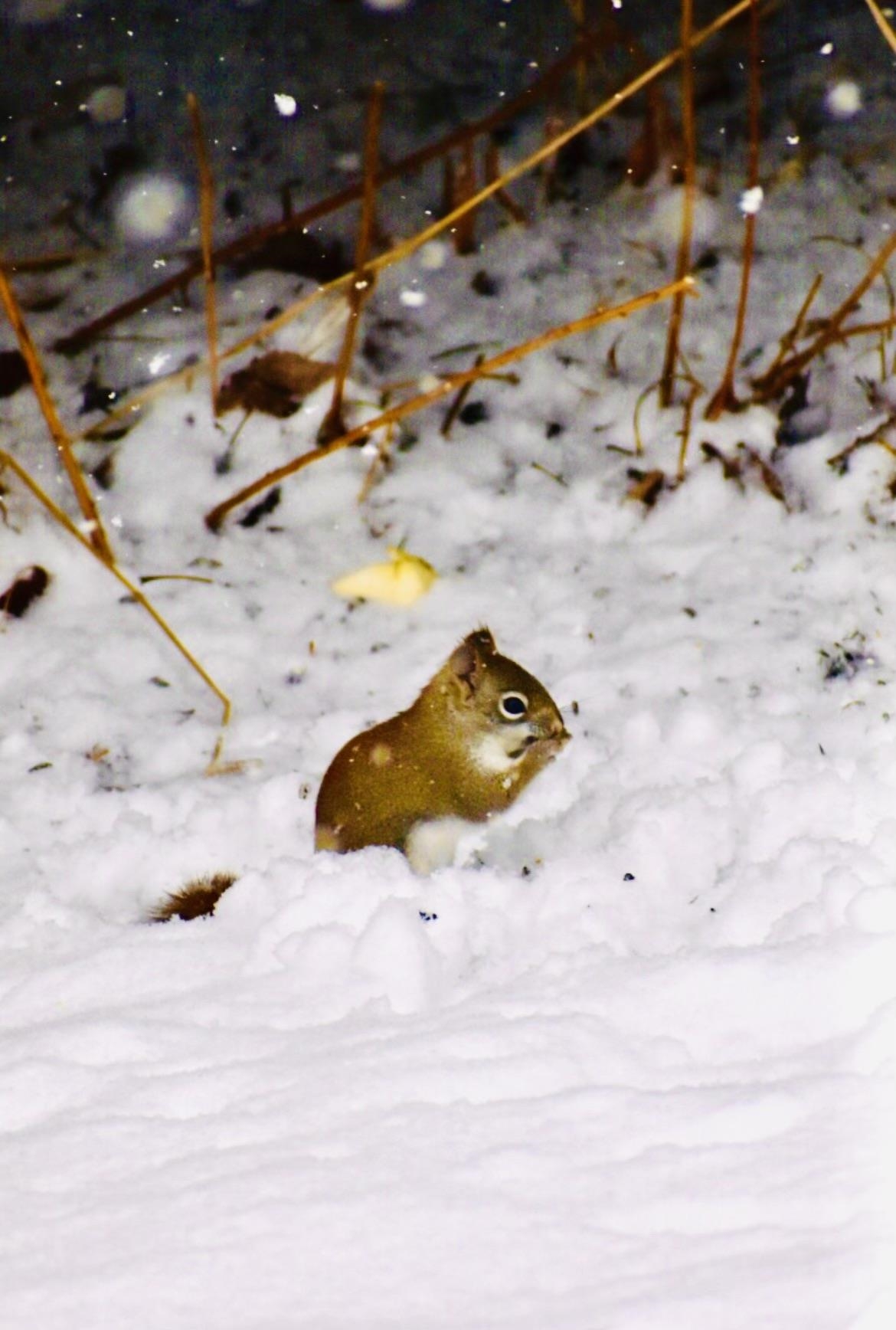 19 Balsam Circle Williston, VT 05495 - Photo 48 of 60