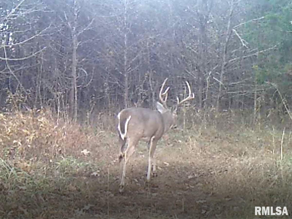 0 Tom Dick Hill Road Stonefort, IL 62987 - Photo 22 of 62