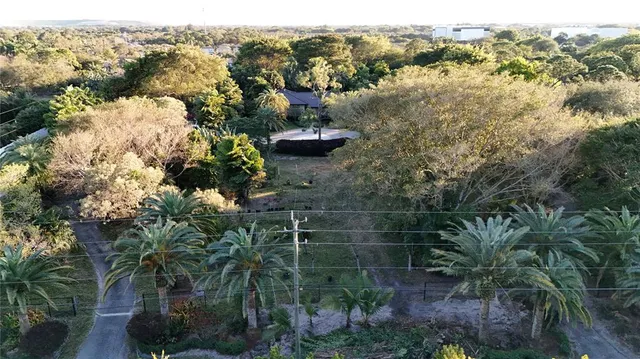 a view of a forest with a mountain