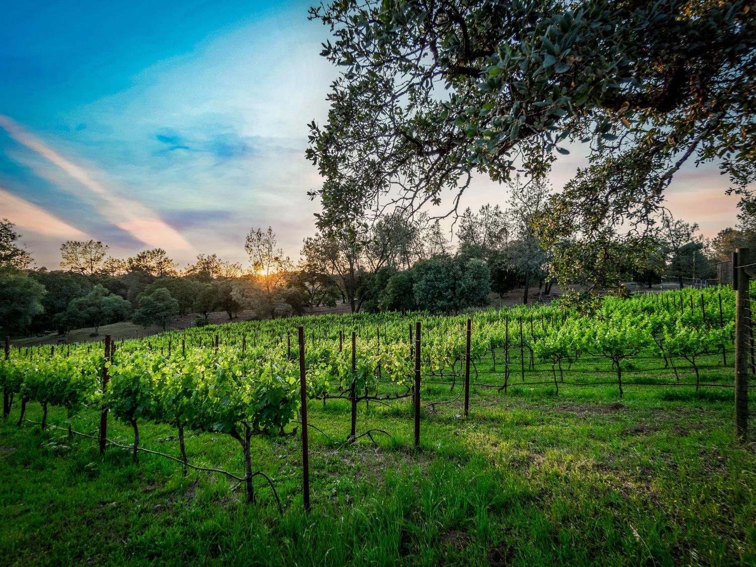 5080 Gold Hill Road Placerville, CA 95667 - Photo 4 of 63 Sip Roussanne wine grown in your own vineyard.