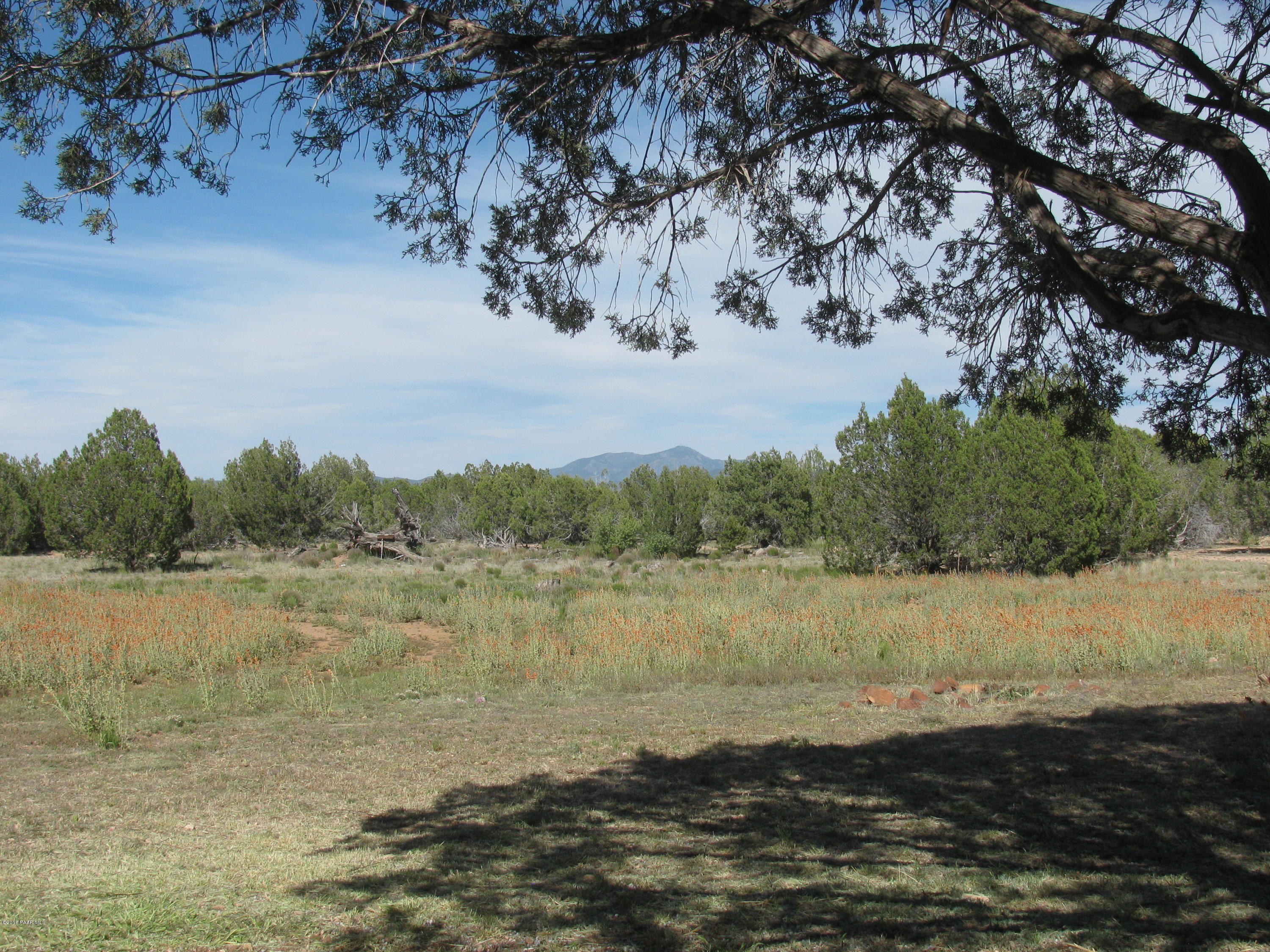 281 Bullock Road Ash Fork, AZ 86320 - Photo 6 of 34 Front meadow