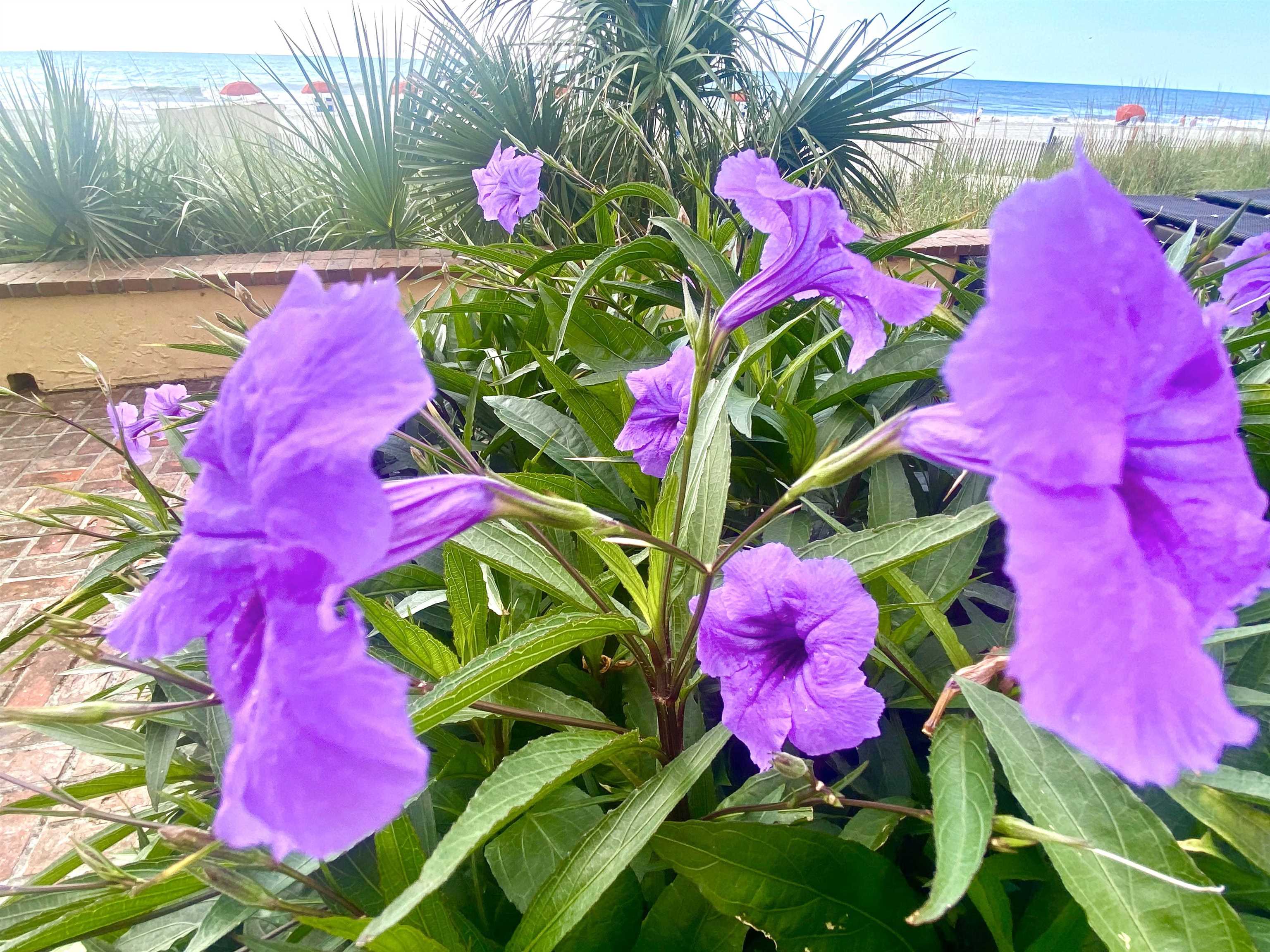 1207 South Ocean Boulevard, Unit 20809 Myrtle Beach, SC 29577 - Photo 19 of 19 View of property's community