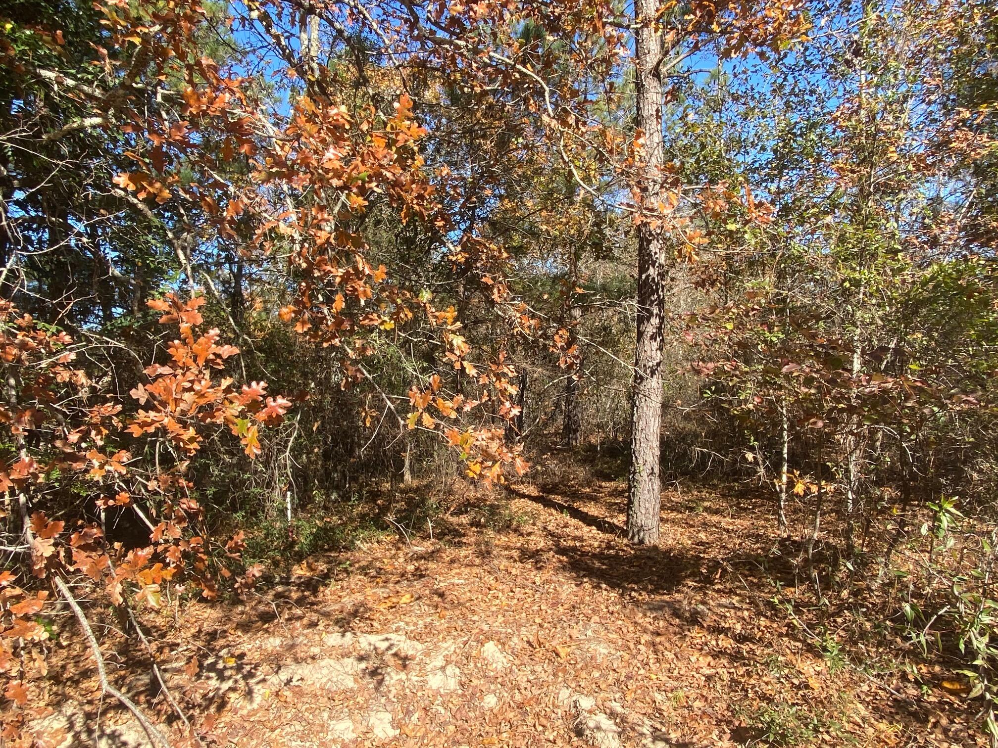 Lot A Emerson Road Aiken, SC 29801 - Photo 3 of 5