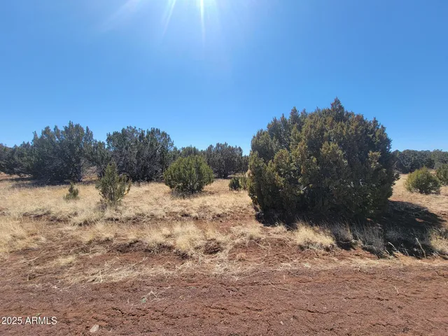 a view of a dry yard with trees in the background