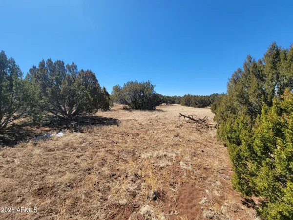 a view of a yard with a tree