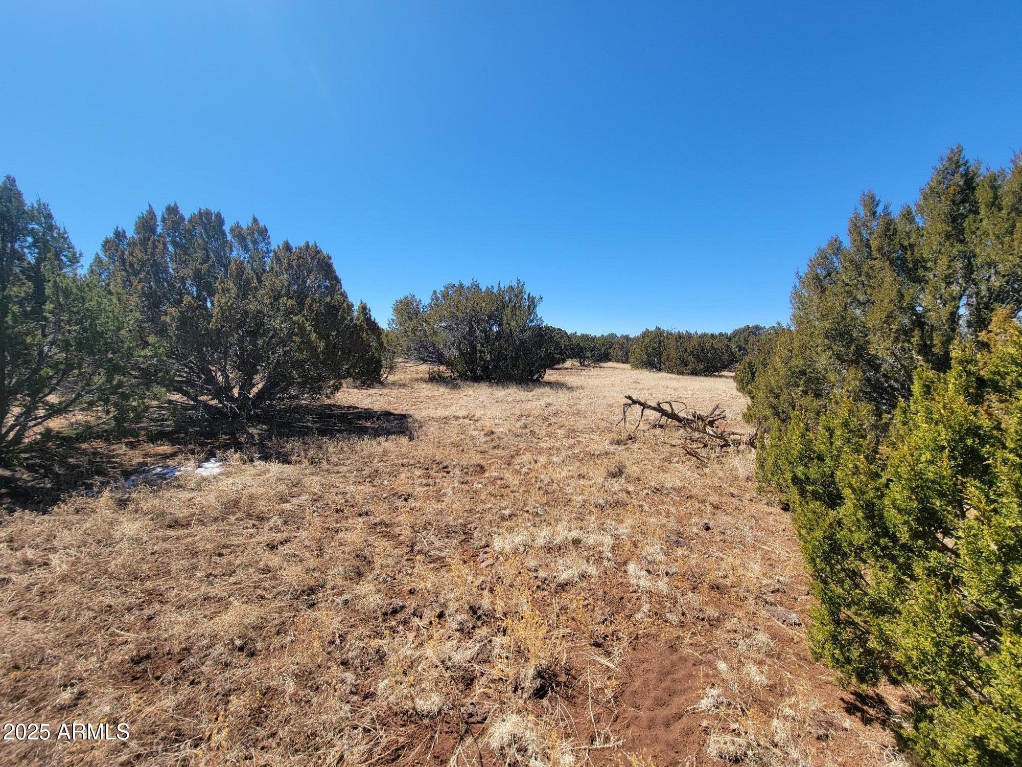 57 County Road Snowflake, AZ 85937 - Photo 8 of 12 a view of a dry yard with trees in the background