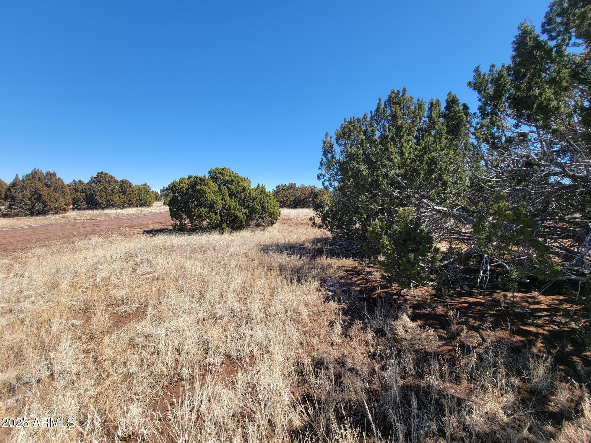 57 County Road Snowflake, AZ 85937 - Photo 9 of 12 a view of a dry yard with trees in the background