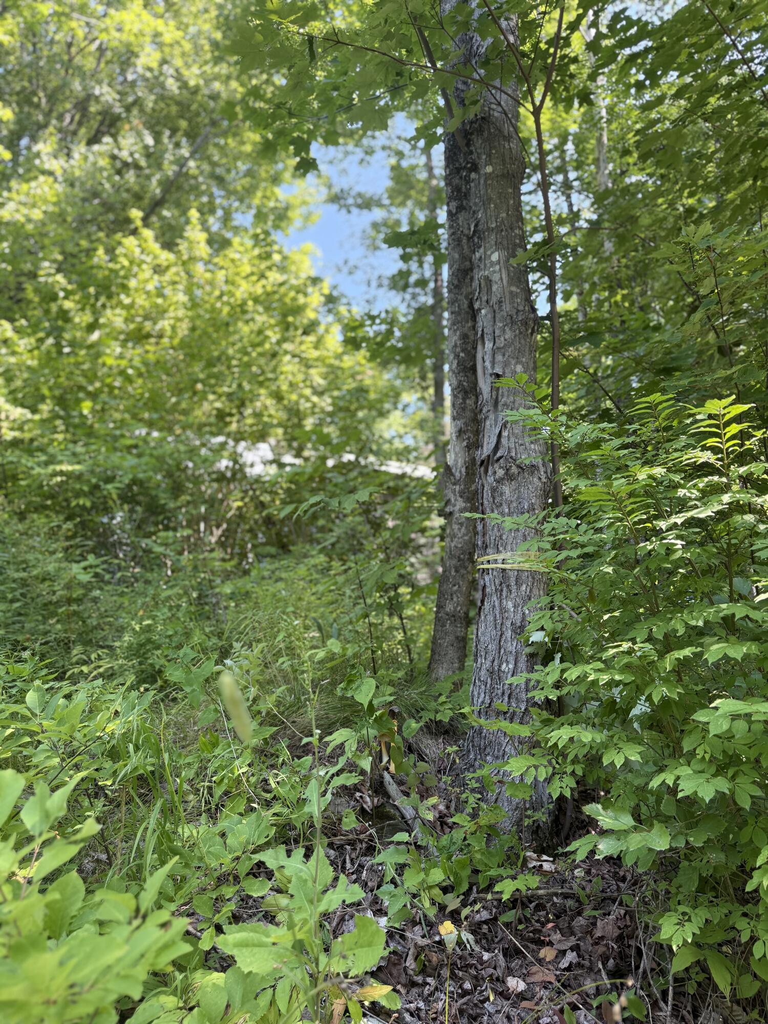 454 Brighton Road Bingham, ME 04920 - Photo 9 of 23 IMG_6302