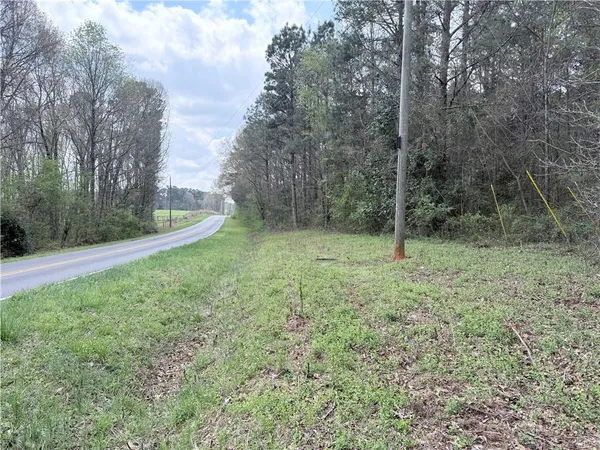 a view of a forest with trees