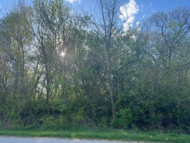 a view of a forest with trees in the background