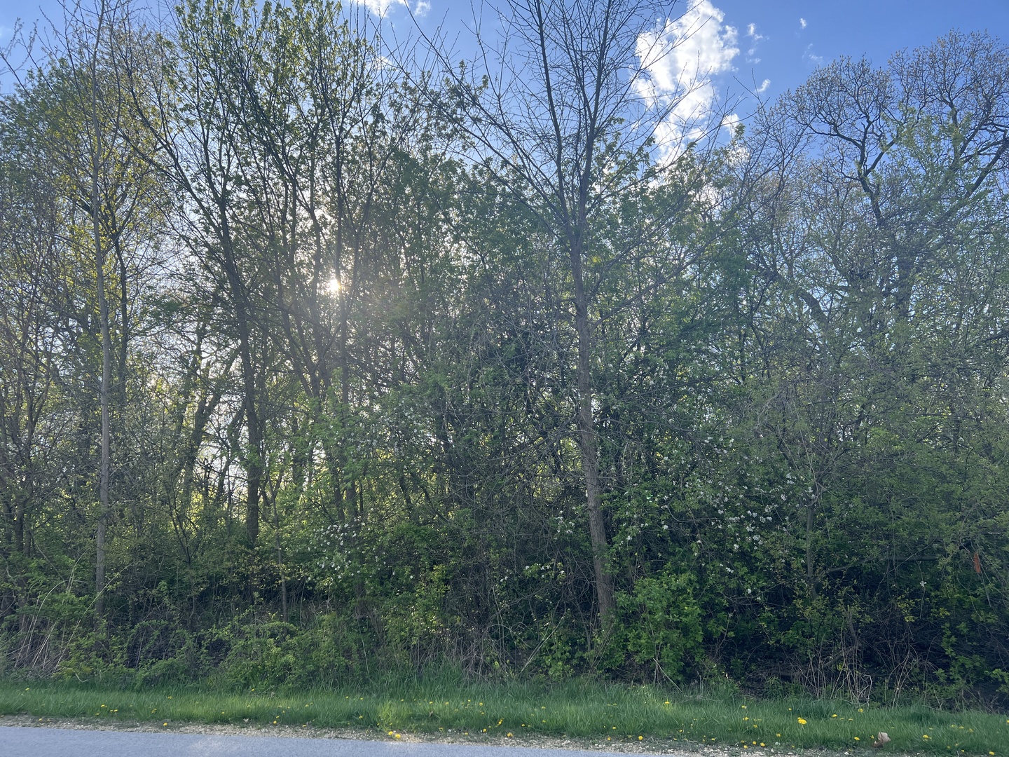 10909 Pebble Drive Huntley, IL 60142 - Photo 5 of 8 a view of a forest with trees in the background