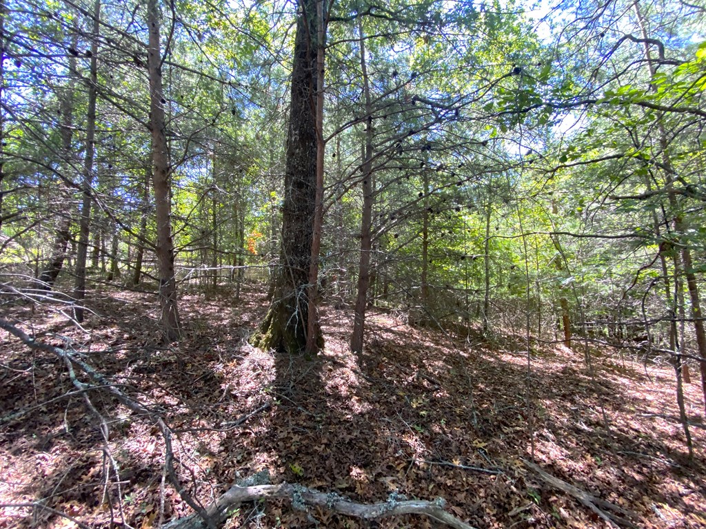 0 Pin Oak Ridge Murphy, NC 28906 - Photo 6 of 13 Gallery Image 6