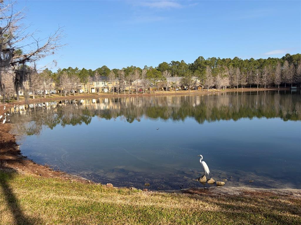 8162 Serenity Spring Drive Windermere, FL 34786 - Photo 21 of 29