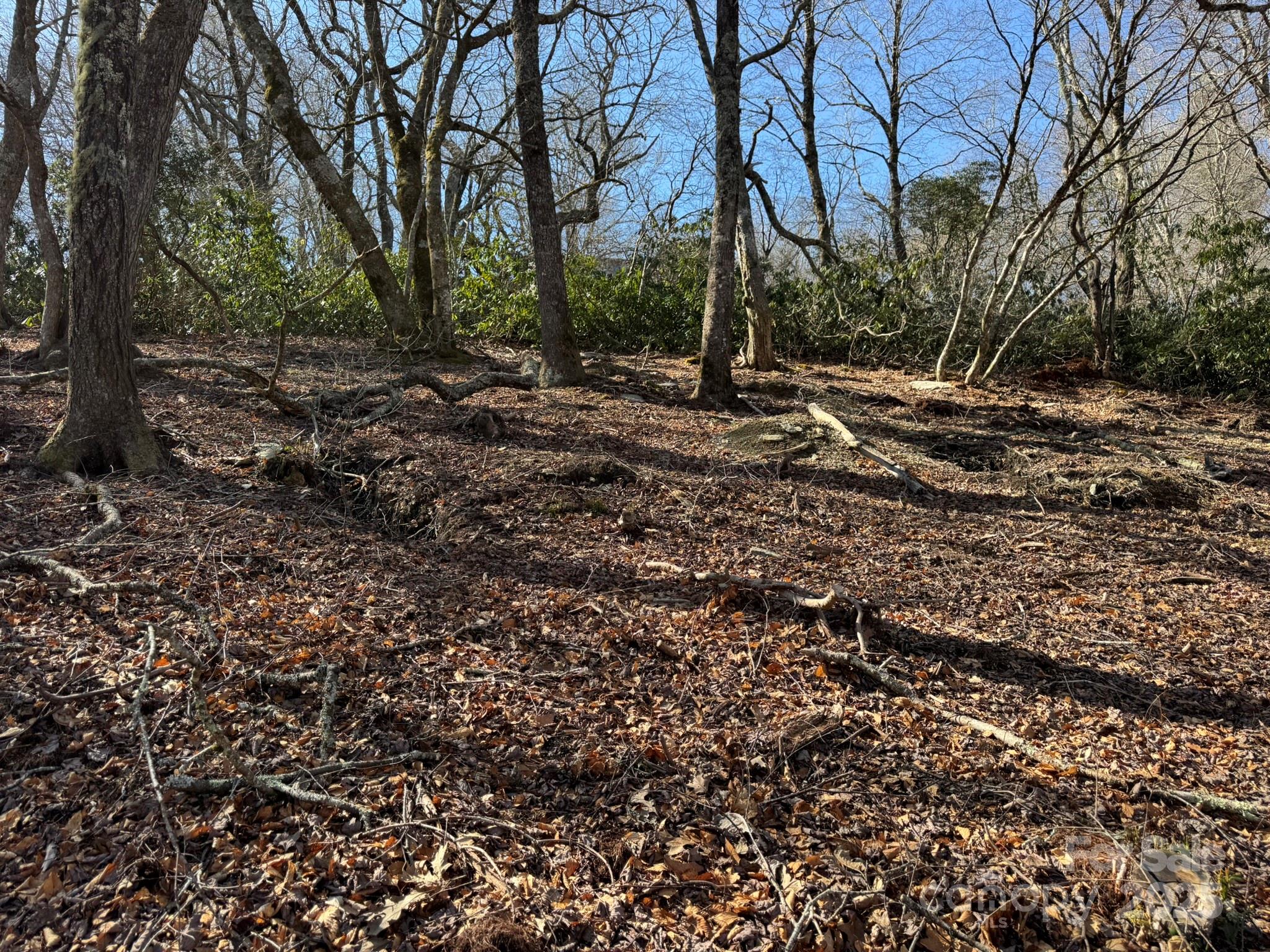 Lot 240 Thunder Wood Trail, Unit 240 Blowing Rock, NC 28605 - Photo 5 of 14 a view of a tree in a yard