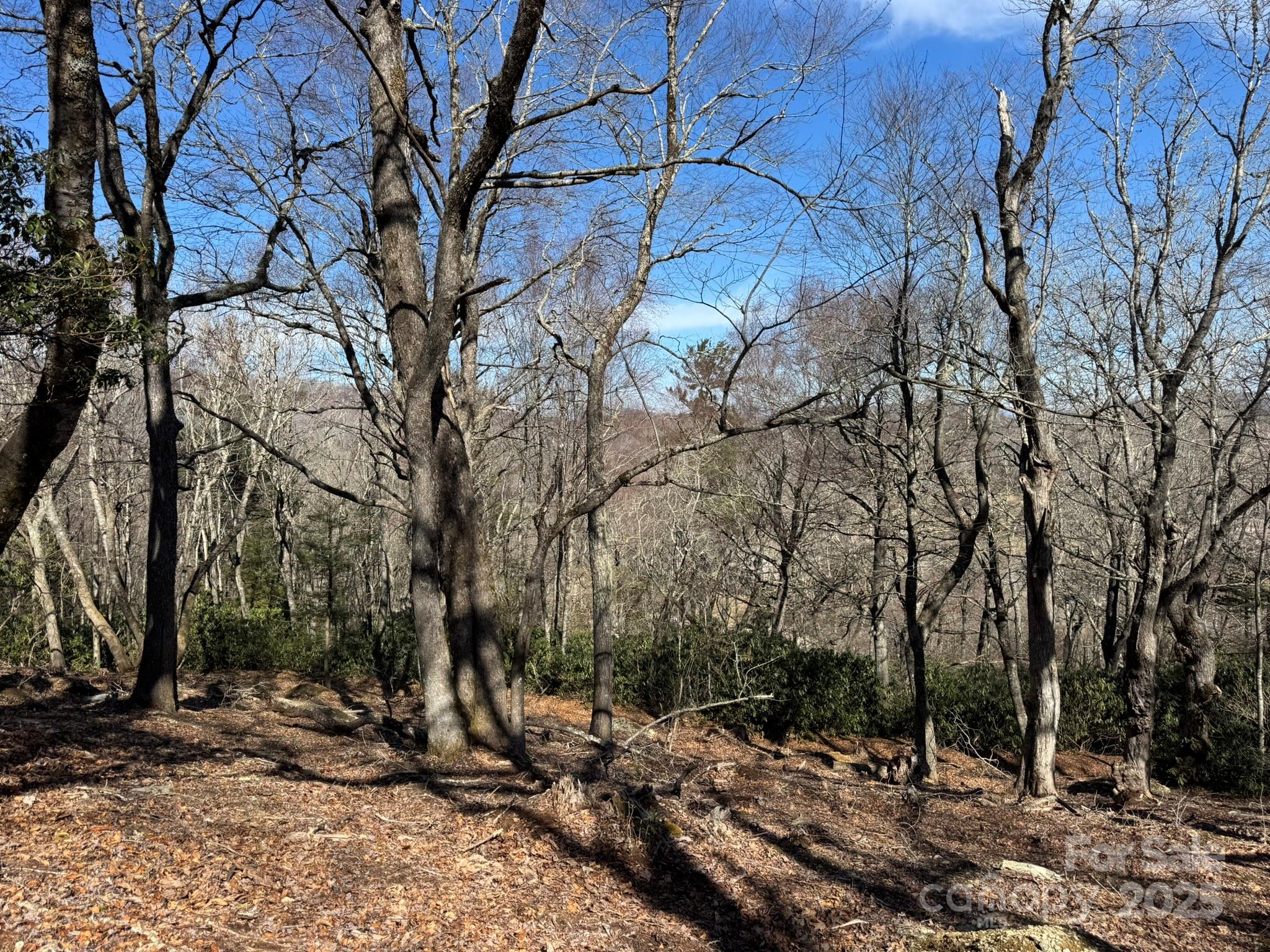 Lot 240 Thunder Wood Trail, Unit 240 Blowing Rock, NC 28605 - Photo 6 of 14 a view of a tree with a yard