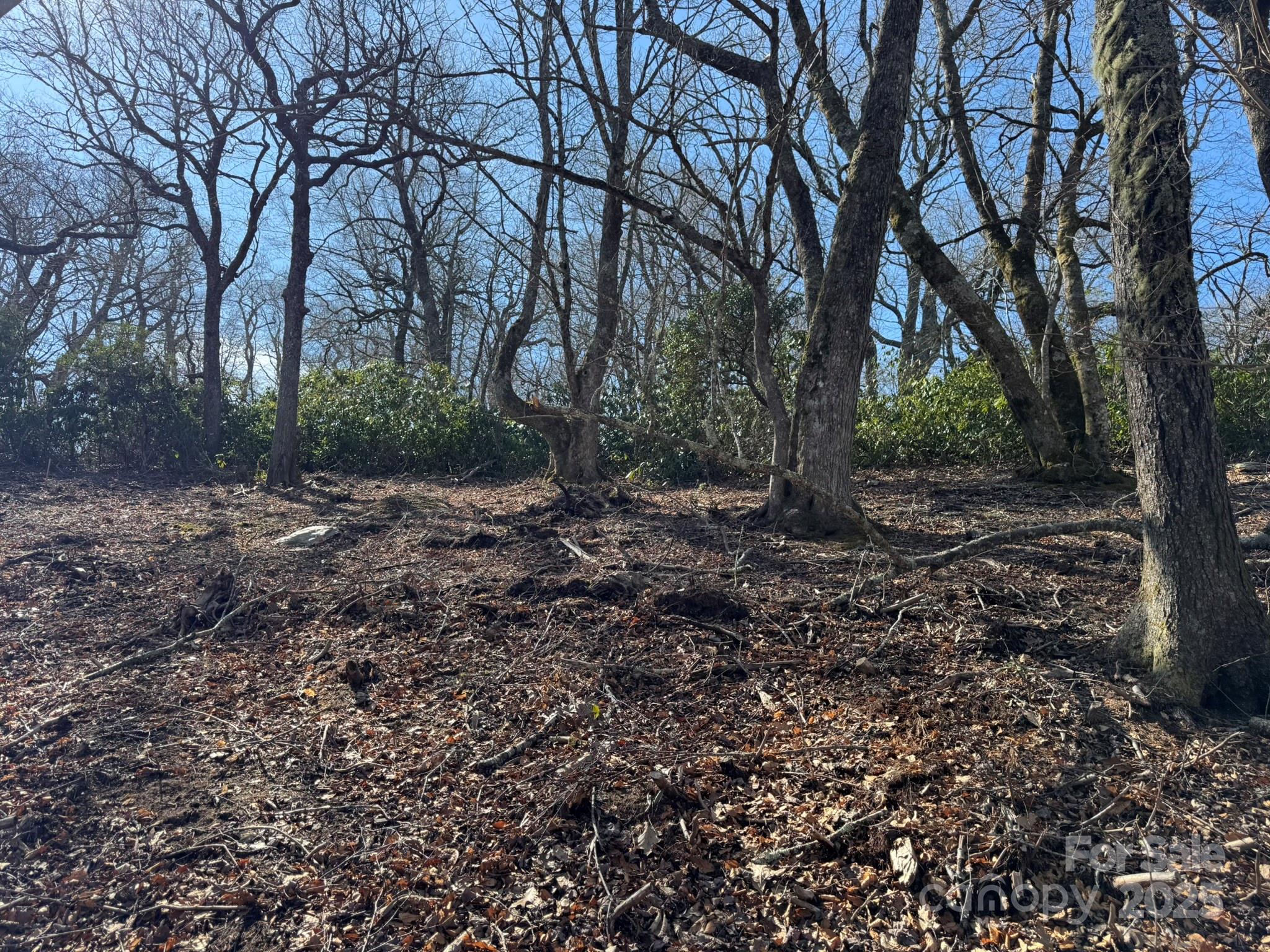 Lot 240 Thunder Wood Trail, Unit 240 Blowing Rock, NC 28605 - Photo 10 of 14 a view of a forest with trees