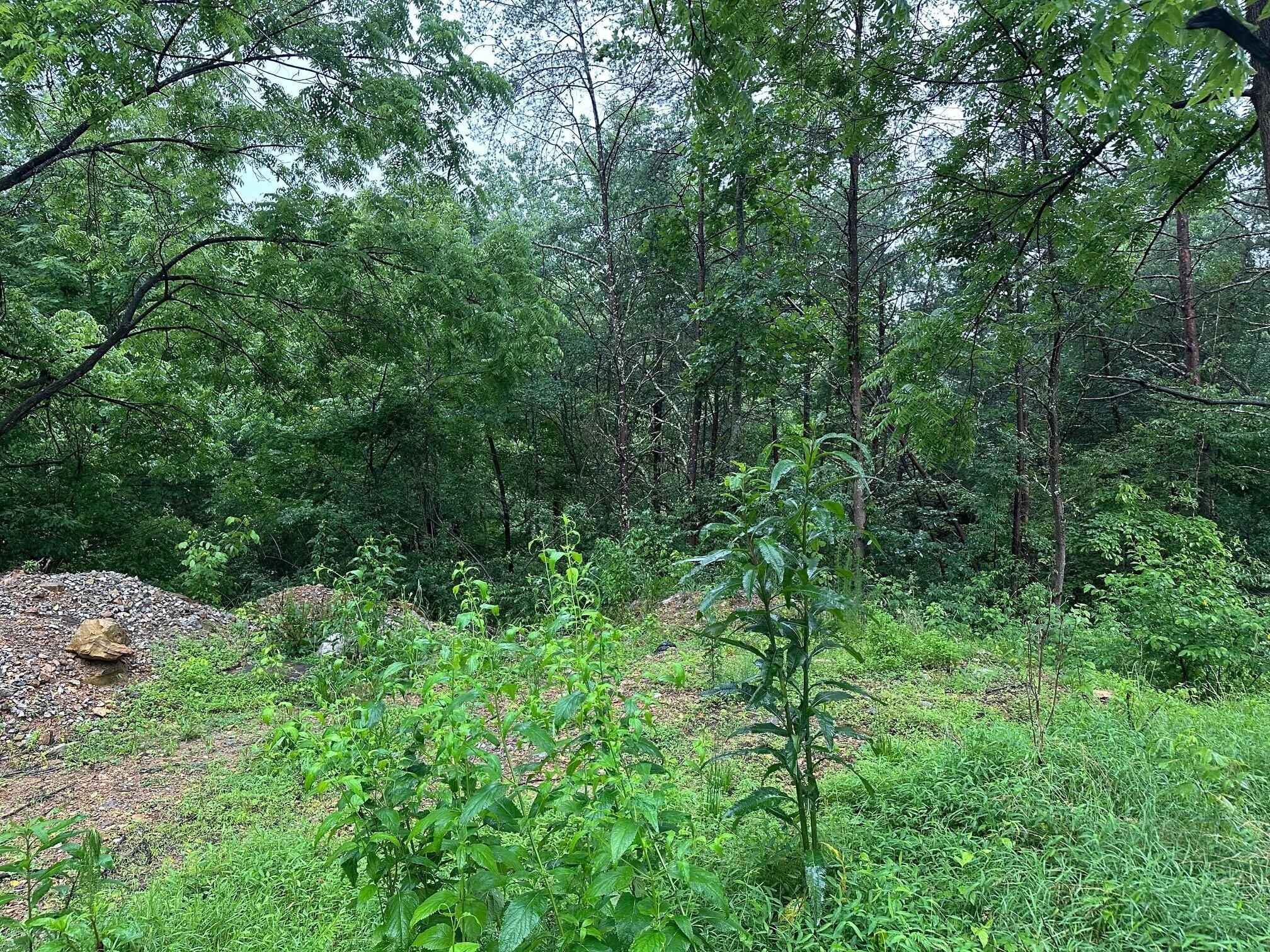 4 Sawmill Road Palmer, TN 37365 - Photo 6 of 9 Gallery Image 6