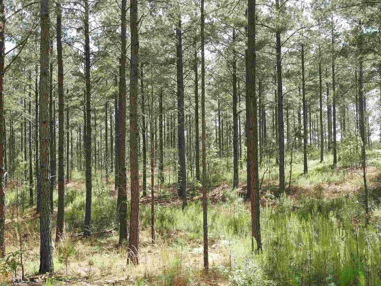 0 Griffin Road Northwest, Unit 5007PARCEL 2 Cartersville, GA 30120 - Photo 25 of 27 a view of forest