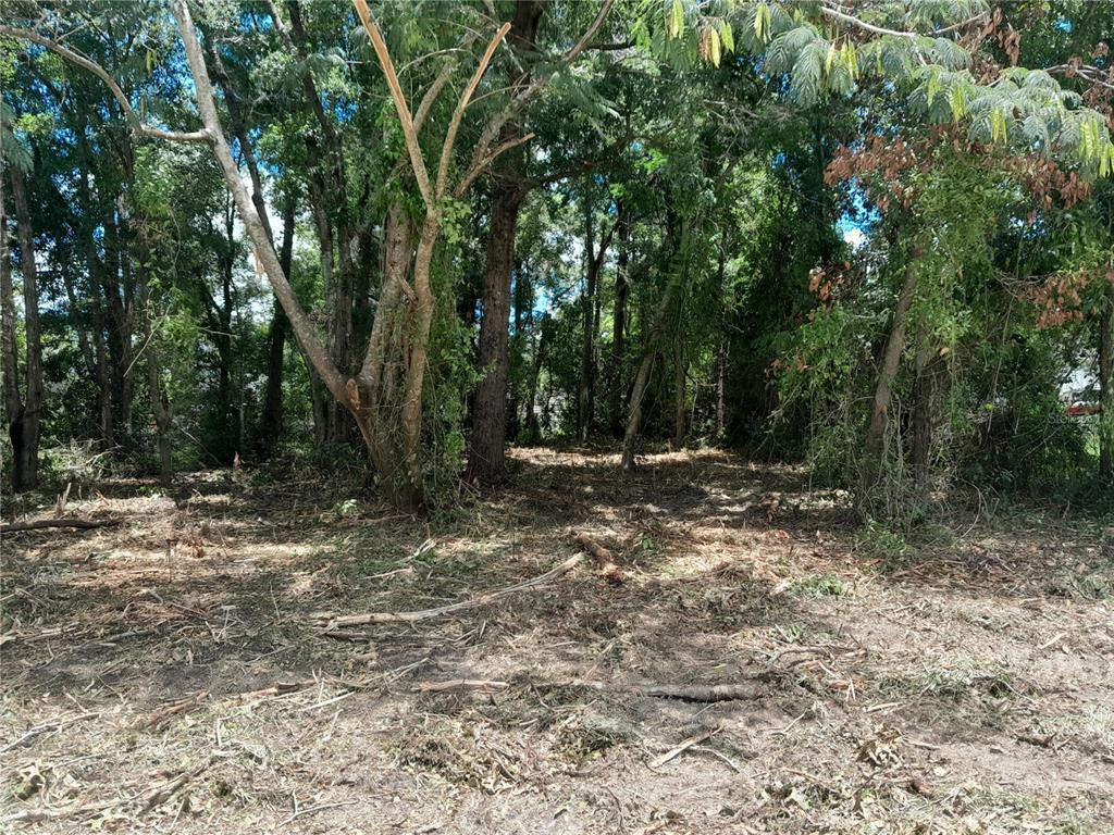 Tbd Northeast 48th Street Williston, FL 32696 - Photo 2 of 5 a view of outdoor space with trees